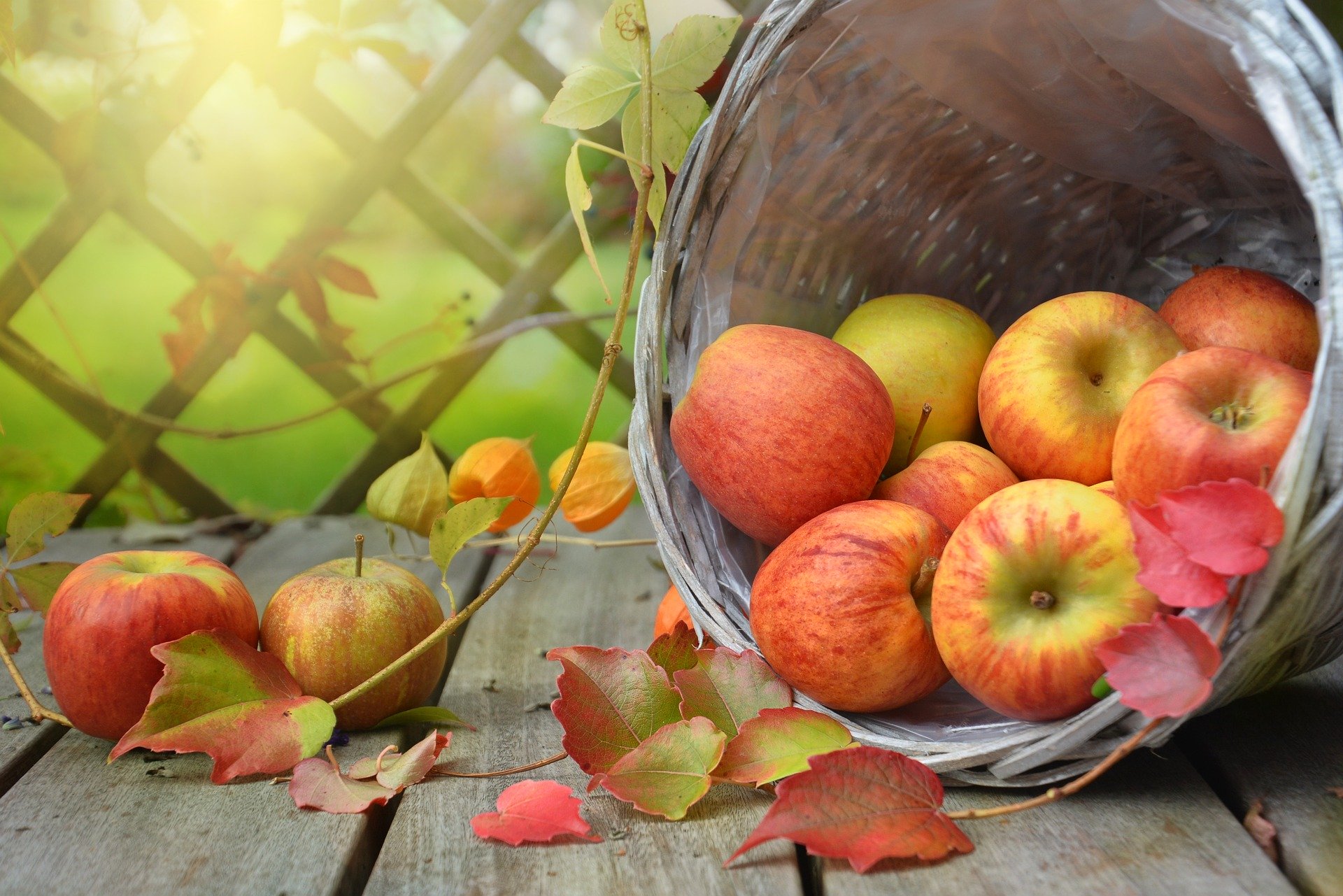 りんご-収穫の秋