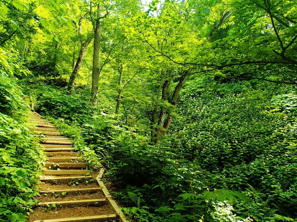 緑にあふれるリラックスできる登山道